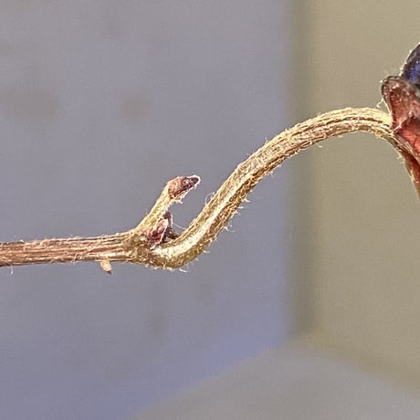 Pterisanthes sp. from Sidikalang [R0817-01c]