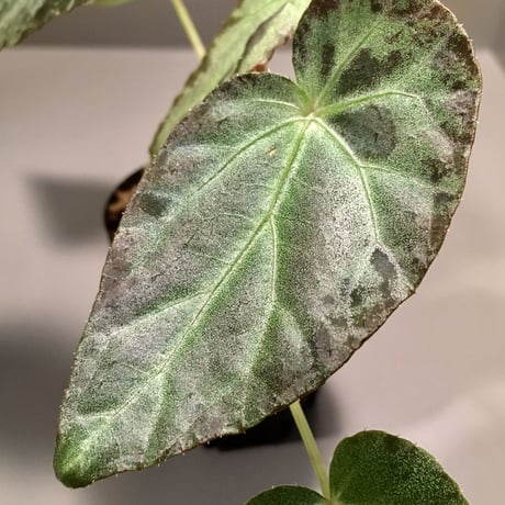 Begonia burkilli from Republic of India