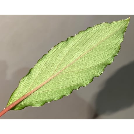 Homalomena sp. from Riau sumatera [LA0815-01] ②