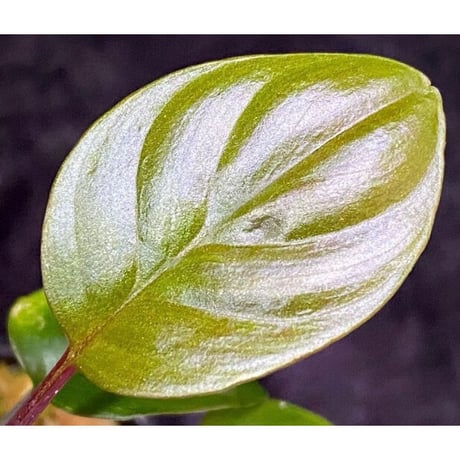 Homalomena terajaensis "Labi" Brown Brunei [TB]