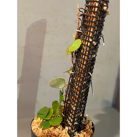 Pyrrosia nummularifolia from Santa Fe Luzon Philippines [KSB]