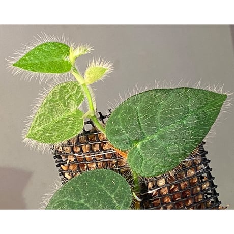 Ficus sp. from Selangor