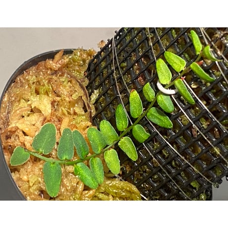 Marcgravia umbellata