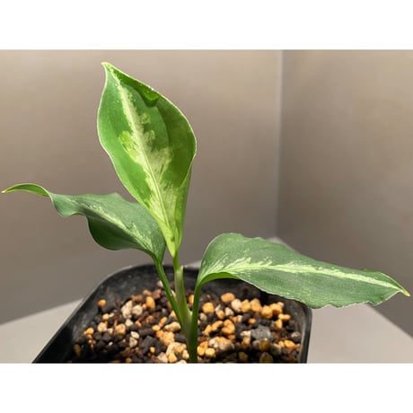 Aglaonema pictum multicolor from Sibolga Utara [HW0818-06i(2)]