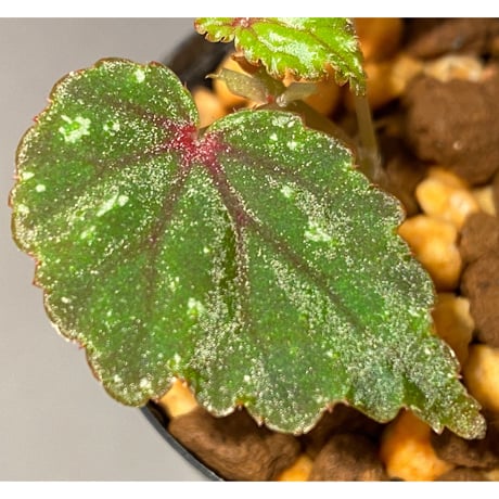 Begonia sp. from North Toraja [S0919-02] 伊藤蟻植物農園