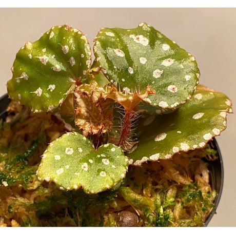 Begonia sp. from Muara Wahau [TB]