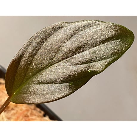 Homalomena sp. from Pahang Malaysia [R0718-02] RIO