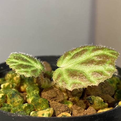 Begonia sp . from Sumpur [TK031117]