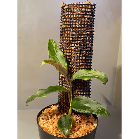 Unknown from Iquitos Peru [tanakay]