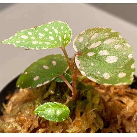 Begonia sp. from Aceh sumatera [LA1115-01T]