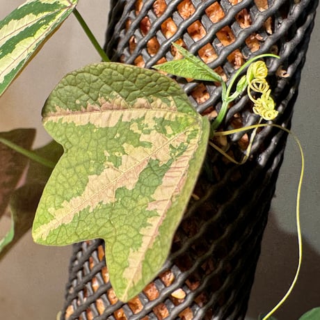 Passiflora trifasciata