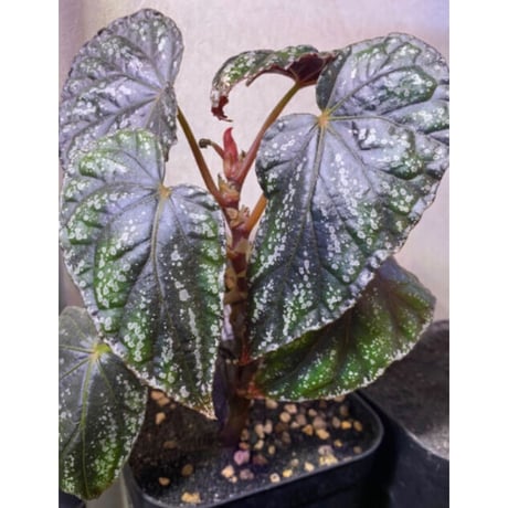 Begonia handelii var. prostrata from Viet Nam