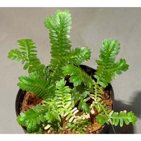 Selaginella sp. バリエガータ from "Nanga pinoh" [TB]
