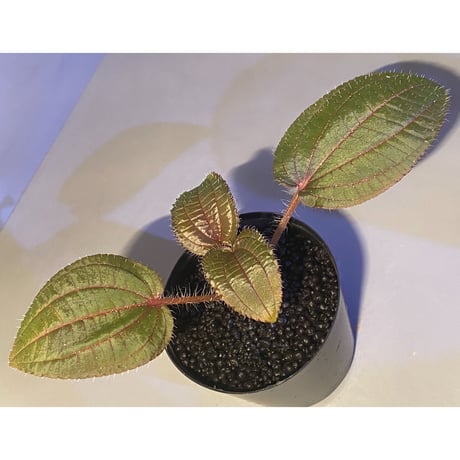 Phyllagathis sp. from Cao Bang Viet Nam [R1217-02]