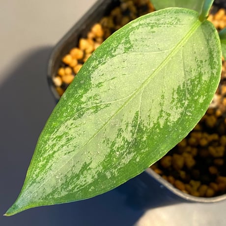 Aglaonema nebulosum from Kuala Rompin [TK220916-2]