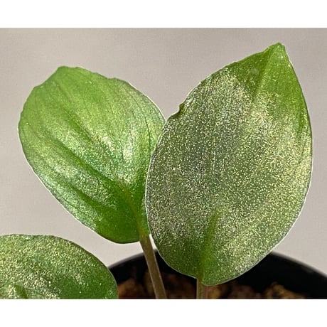 Homalomena humilis from Cameron Highlands [TK150815]