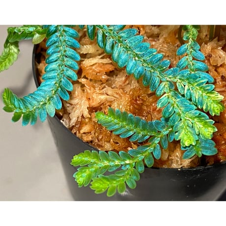 Selaginella willdenowii "variegata" 伊藤蟻植物農園 ③