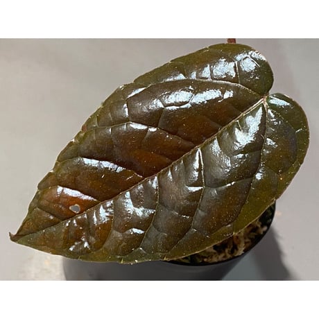 Pterisanthes sp. from Sidikalang [R0817-01c]