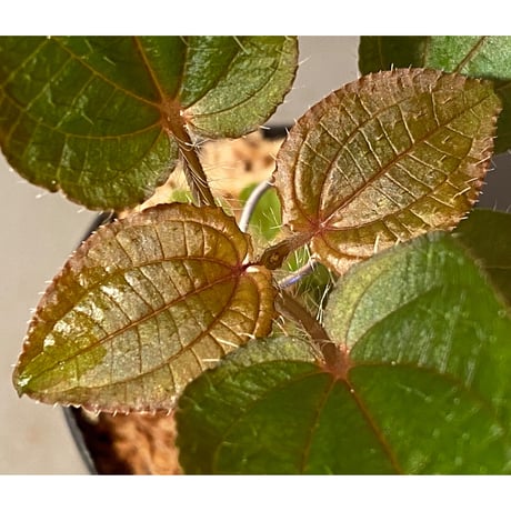 Phyllagathis sp. from Cao Bang Viet Nam [R1217-02]