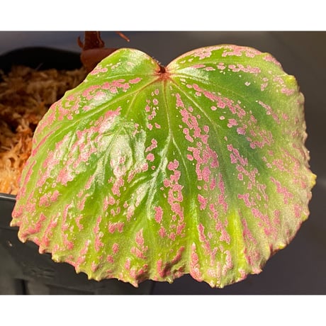 (大株) Begonia sp . "Kayulapis" Kal-barat [TB]
