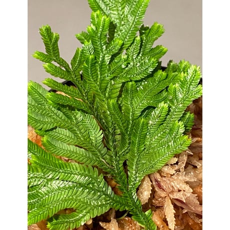 Selaginella biformis [STRINGE PLANTS]