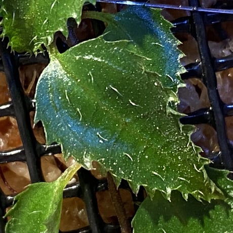 Unknown from Bahia Solano Colombia [tanakay]