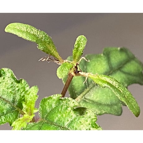 Scrophulariaceae sp. from Valencia, Negros Oriental