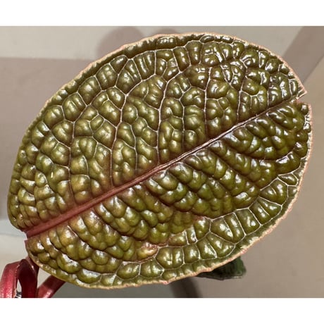 Ardisia sp. ''Snake Skin" from Kapuas hulu West Kalimantan