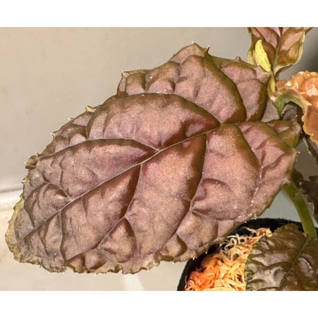 Ardisia sp. from Lao Cai-E [R0517-01]