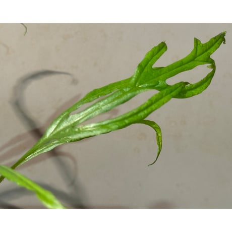 Microsorium sp. from Saripoi [LA0515-02]