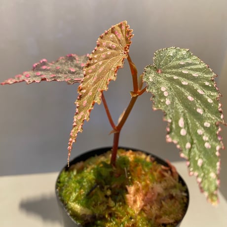 Begonia gracilicyma from Sumatera Barat [TB]