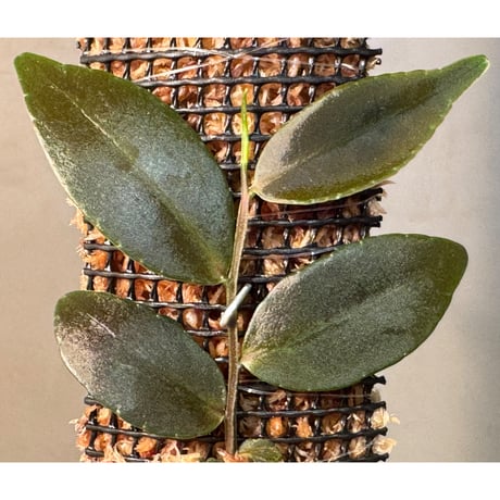 Marcgravia sp. "Azreal"