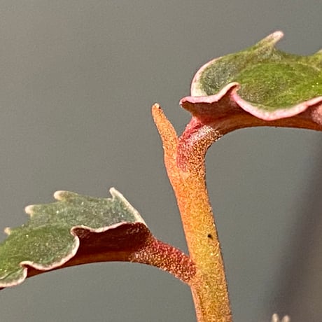 Labisia sp. from Malaysia [KN]