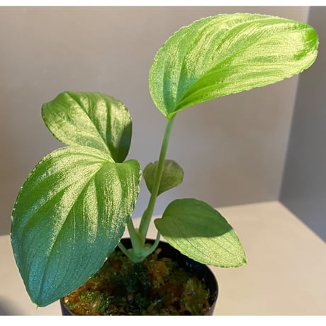 Homalomena sp. "Emerald Silver × ?" wf1 from Kepulauan Riau [KZT]