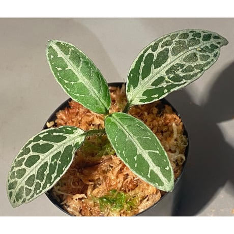 キツネノマゴ科の一種 from Lasi [R1214-02a]