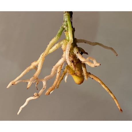 Aglaonema pictum GW1410 type5 from Padang Sidempuan [TB]