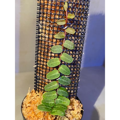 Marcgravia umbellata