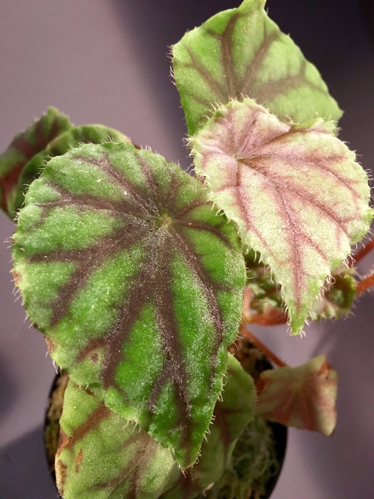 Know Your Begonias ベゴニア ベゴニア'ジニー'」-Begonia 'Ginny'-
