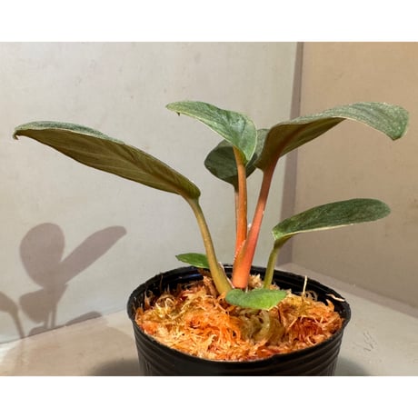 Homalomena sp. from Riau sumatera