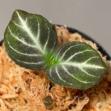 Gesneriaceae gen. from Kalimantan Barat