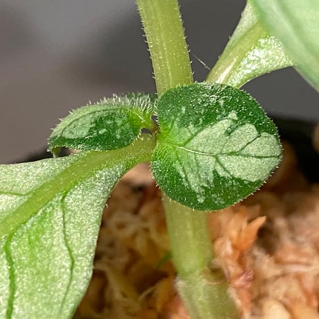 Gymnostachyum sp. "type C" from Aceh Selatan [HW0816-02]