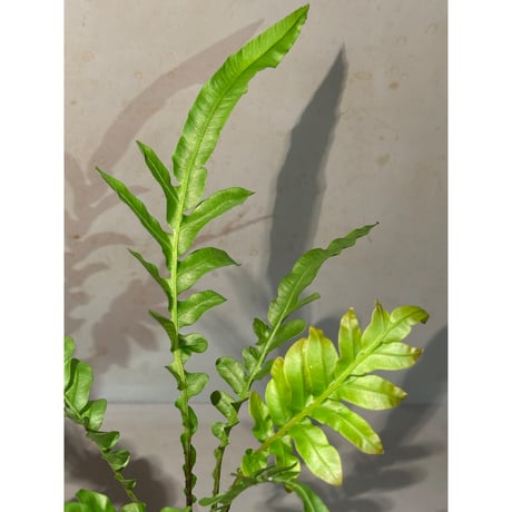 Polypodium sp. (?) from Koh Kood Thailand