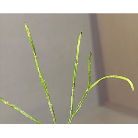 Psilotum nudum Phatthalung Southern Thailand
