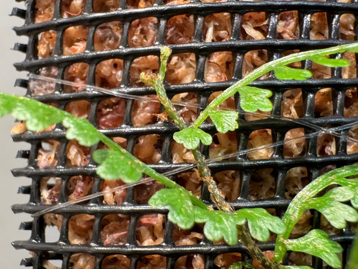 Teratophyllum aculeatum from Nanga pinoh [TB] |