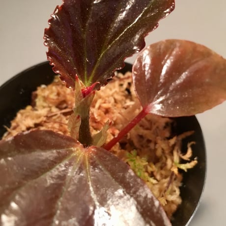Begonia sp. from Sabah