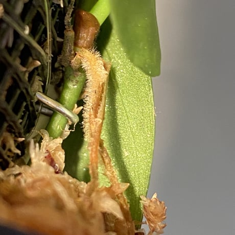 Philodendron sp. from Iquitos Peru [tanakay] ①