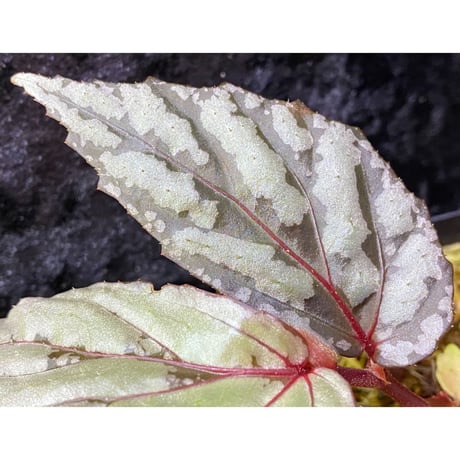 Begonia sp. from Sarawak