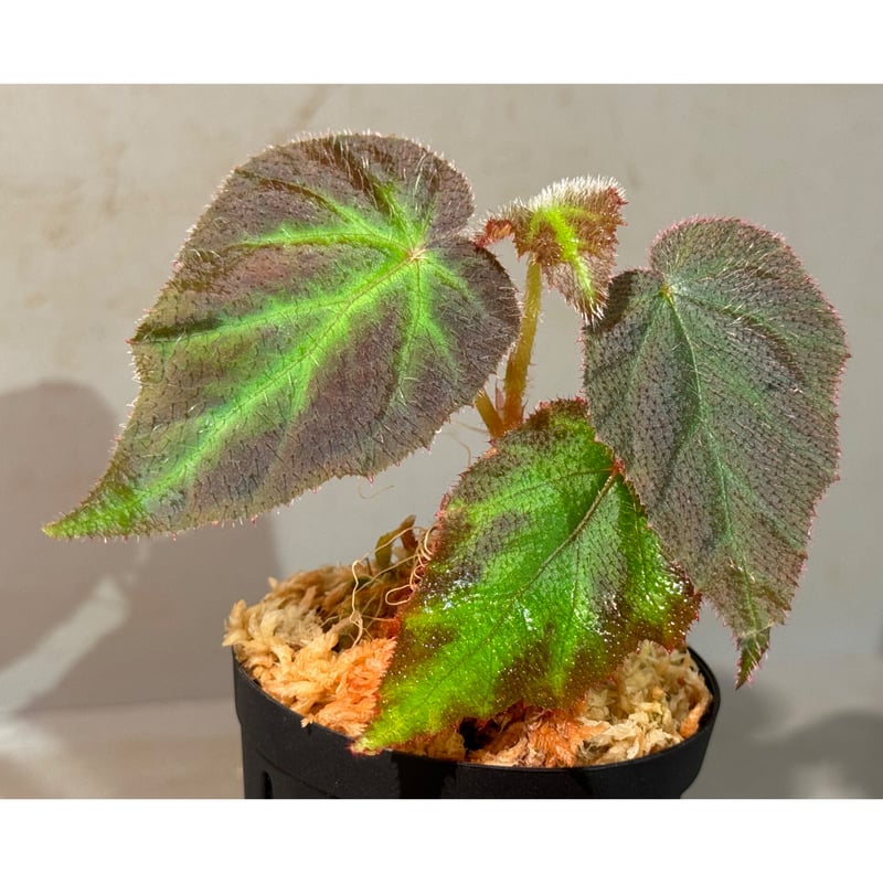 Begonia sp. from Sumatera Utara [HW0816-01] | M
