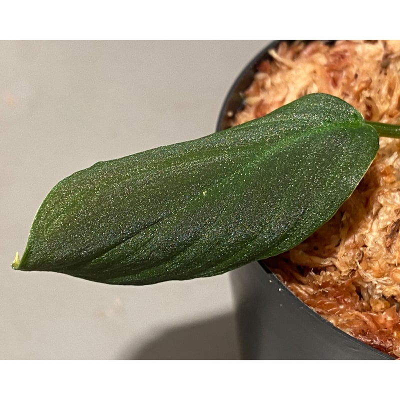Homalomena sp. from Sumatera Utara [LA0318-01]
