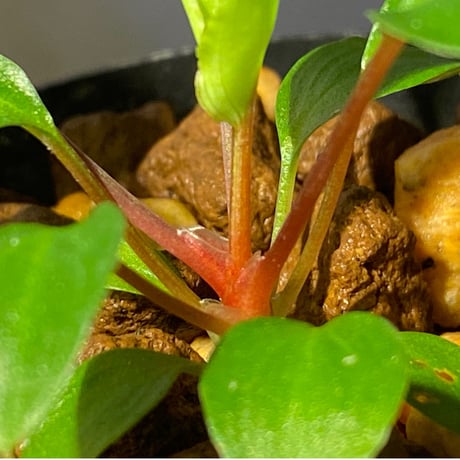 Homalomena sp. from Tambunan [TK200217]